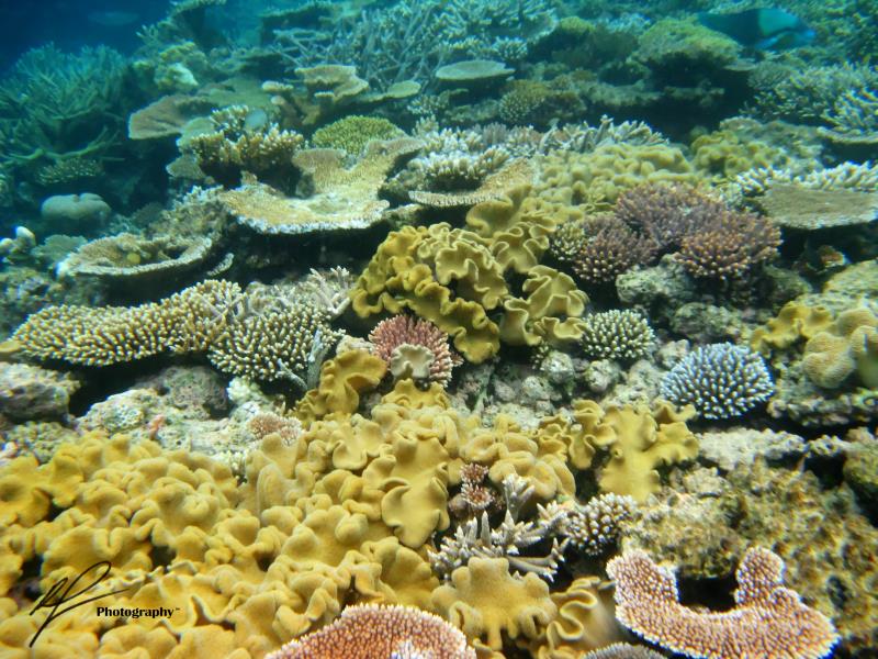 Underwater view of the Agincourt Reef in Far North Queensland.