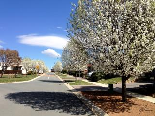 A quick local shot on a brilliantly blue Spring day in Canberra.