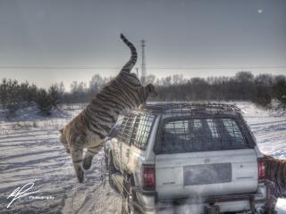 A candid action shot of a Siberian Tiger in action during a tour of the harbin Tiger Park and Sanctuary in Winter, 2011.