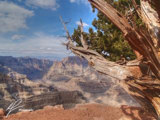 The western rim of the Grand Canyon in Arizona is a spectacular sight.  This branch seemed to be reaching out into the depths of the void below.