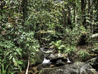 Just north of Port Douglas in Far North Queensland is the lush tropical rainforest called the Daintree.