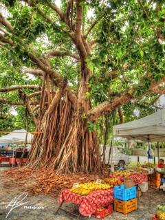 Taken in exotic Port Douglas in Far North Queensland, the Sunday markets are well worth the visit.