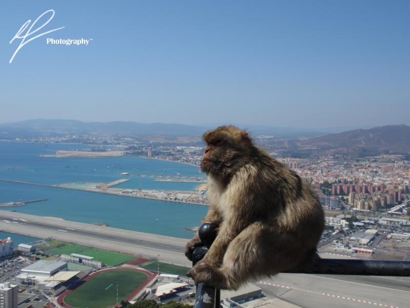 This is a photo of one of the famous Barbary Apes of Gibraltar, sitting precariously against the backdrop of the nearby Spanish countryside.
