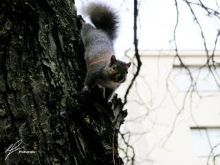 In downtown Vancouver you can come across these sprightly critters hopping from tree to tree in search of food and adventure.