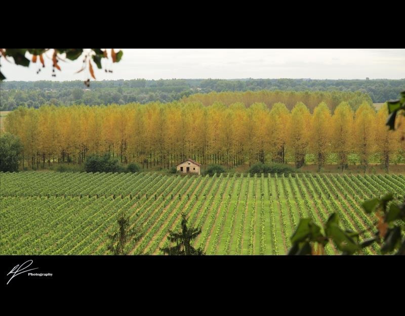 A photo taken south of Bordeaux overlooking the beautiful vines adorning a typical French estate.